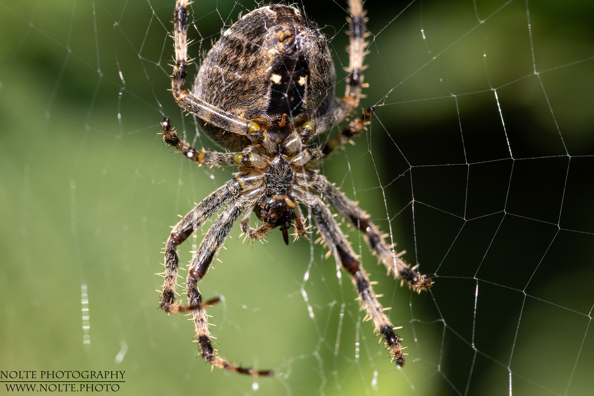 Gartenkreuzspinne (Araneus diadematus) im Netz